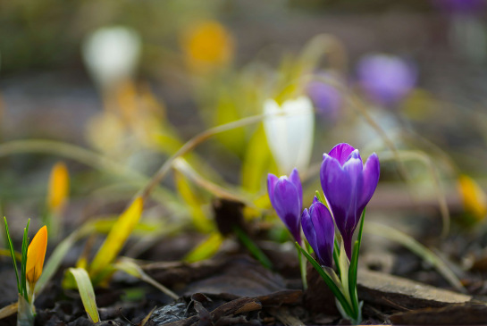 BVPPT Newsletter Februar 2026